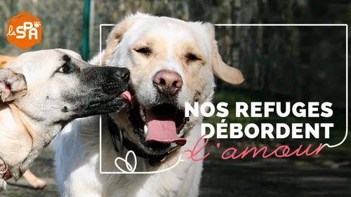 La SPA ouvre les portes de ses refuges pour la Saint-Valentin